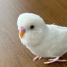 かじゅまる 的头像