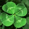 Ray Clover's profile picture