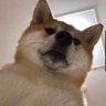 오베 profil fotoğrafı