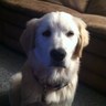 David Chim's profile picture