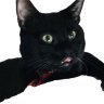 Фото профиля COMMENTARY ACCOUNT OF Funky Catty