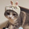 Profilbild von SS猫☄️