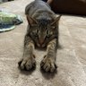 おや 的头像