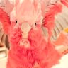 angel★aid profil fotoğrafı