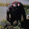 Dooky the Skunkape's profile picture