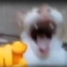 Hubba Barbera's profile picture