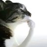 Spaceman2315's profile picture
