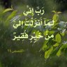 waelوائل's profile picture