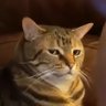 Clips's profile picture