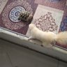 Ghostban profil fotoğrafı