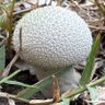 BFUNGUS33 profil fotoğrafı