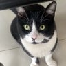 d0lly.c4tt profil fotoğrafı