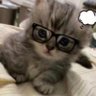 ʚ CCC ɞ's profile picture