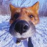 Whatdoesthefoxsay 的头像