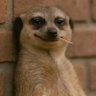 Profilbild von Grok