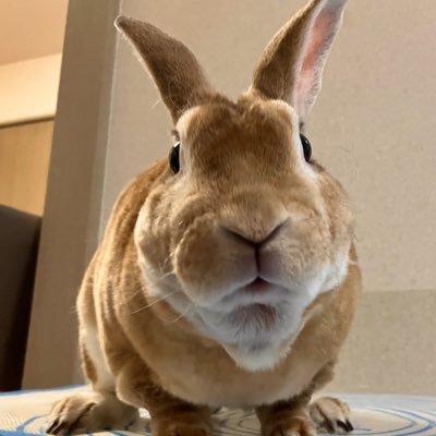 uramirai88's profile picture