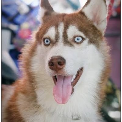 iherepeatisgone's profile picture