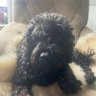 Profilbild von Pepper
