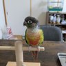 たまちゃん 的头像