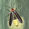 firefly (kath) 的头像