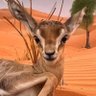 aljhiny's profile picture