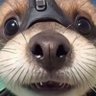 Profilbild von Solary Darkos