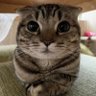 Profilbild von kurvy