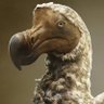 Dodo Bird 的头像