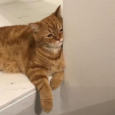 honeylemon’s's profile picture