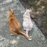 チャビ🐾🩵🩷 的头像