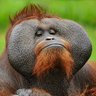 Curious Contrarian 的头像