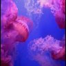 Фото профиля Soppripri 🂱