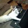Yui profil fotoğrafı