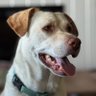 UsNavyDood's profile picture