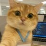 ThaiiVu's profile picture