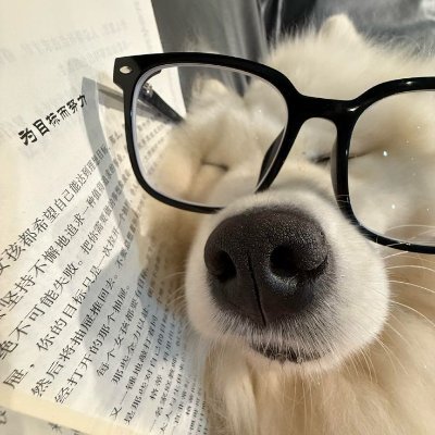 Wonderful dogs's profile picture