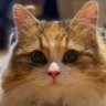 リリー 🐱 profil fotoğrafı