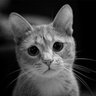 Дмитрий profil fotoğrafı