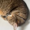 あんもにゃいと's profile picture