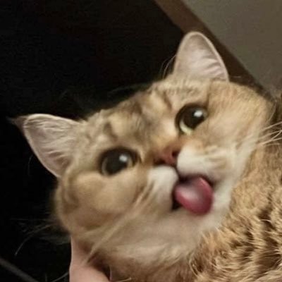 𝚝𝚢's profile picture