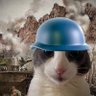 toto's profile picture