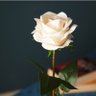 𝑱𝒂𝒎𝒆𝒆𝒍𝒂𝒉 ✿ 𝑺𝒐𝒖𝒍's profile picture