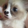 ゆら's profile picture