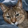 ねこにゃん profil fotoğrafı