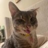 Toshi's profile picture