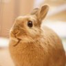 Profilbild von ただのうさぎ