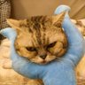 Ordinary Kitty's profile picture