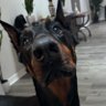 InvisiBeau's profile picture