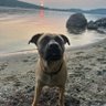 Good Boy⚡️ profil fotoğrafı