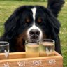Cidergentbob's profile picture